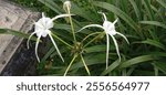 Hymenocallis coronaria lily, commonly known as the Cahaba lily, shoal lily, or shoals spider-lily, is an aquatic, perennial flowering plant species of the genus Hymenocallis.