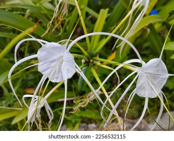 Hymenocallis or lily or bunga bakung is a genus of flowering plants in the Amaryllidaceae family. There are about 50 species of this genus native to tropical and subtropical parts of America. - Shutterstock ID 2256532115