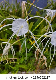 Hymenocallis or lily or bunga bakung is a genus of flowering plants in the Amaryllidaceae family. There are about 50 species of this genus native to tropical and subtropical parts of America. - Shutterstock ID 2256532117