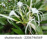 Hymenocallis liriosme (Shinners Spring Spiderlily or Texan Spider Lily) has yellow center flowers


