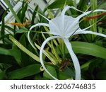 Hymenocallis liriosme (Shinners Spring Spiderlily or Texan Spider Lily) has yellow center flowers



