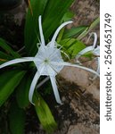 Hymenocallis liriosme (Shinners Spring Spiderlily or Texan Spider Lily) beautiful white flowers