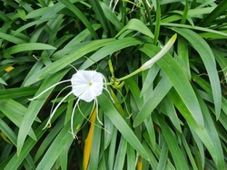 Hymenocallis Littoralis In A Garden, Also Known As The Beach Spider Lily Or Peruvian Daffodil, Is A Species Of Plant In The Amaryllis Family Amaryllidaceae.