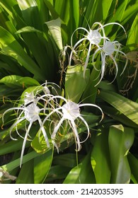 Hymenocallis speciosa, the green-tinge spiderlily, Kingdom Plantae. Flowers are white with a slight greenish tinge.