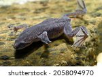 Hymenochirus boettgeri (african dwarf frog), a species of aquatic frog native of Equatorial Africa.