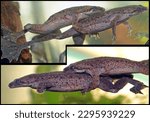 Hymenochirus boettgeri (african dwarf frog), a species of aquatic frog native of Equatorial Africa. Mating amplexus.