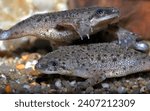 Hymenochirus boettgeri (african dwarf frog), a species of aquatic frog native of Equatorial Africa.