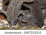 Hymenochirus boettgeri (african dwarf frog), a species of aquatic frog native of Equatorial Africa.