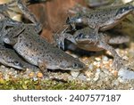 Hymenochirus boettgeri (african dwarf frog), a species of aquatic frog native of Equatorial Africa.