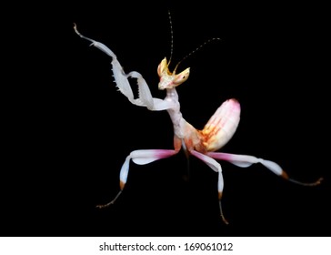 Hymenopus Coronatus Dancing