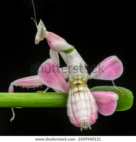 Hymenopus coronatus is a grasshopper from the tropical forests of Southeast Asia.  It is known by various common names including walking flower mantis and orchid mantis.