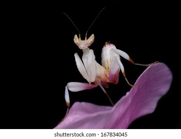 Hymenopus Coronatus On Orchid