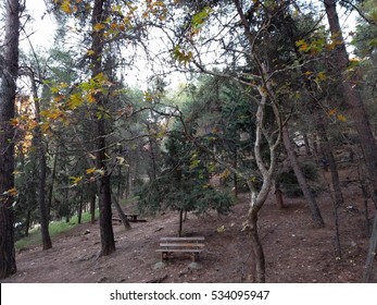 Hymettus Forest - Athens,Greece