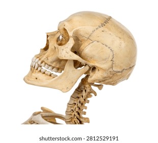 Hyoid Bone Hyoid Bone Floating In Front Perspe Isolated On White Background