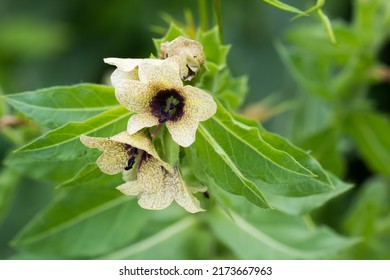 Hyoscyamus niger,  black henbane, stinking nightshade poisinous  flowers closeup selective focus