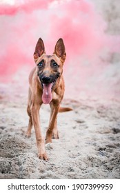 
Hyper Active Handsome Malinois Posing
