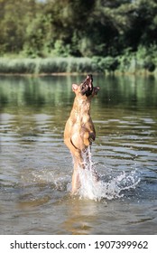 
Hyper Active Handsome Malinois Posing
