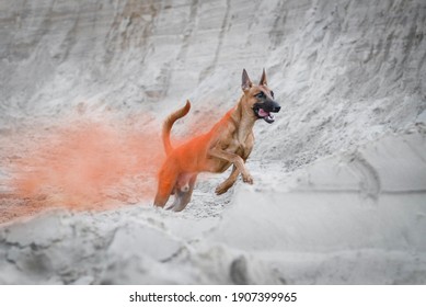 
Hyper Active Handsome Malinois Posing
