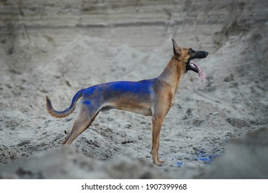 
Hyper Active Handsome Malinois Posing
