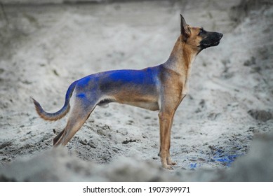 
Hyper Active Handsome Malinois Posing
