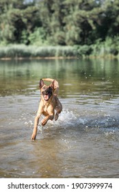 
Hyper Active Handsome Malinois Posing
