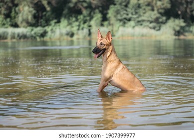 
Hyper Active Handsome Malinois Posing
