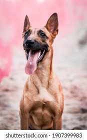 
Hyper Active Handsome Malinois Posing
