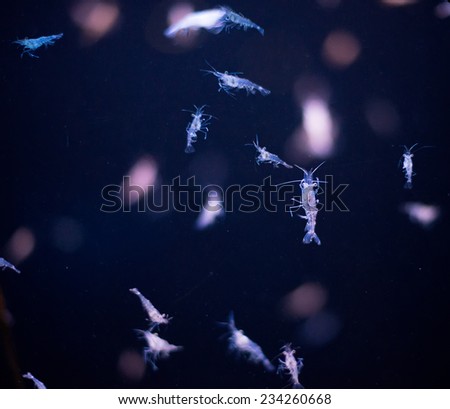 Hyperia macrocephala. Close-up of of planktonic organisms.