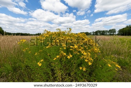 Hypericum perforatum, commonly known as St John's wort flowering plant. Rural landscape with white clouds in the sky.