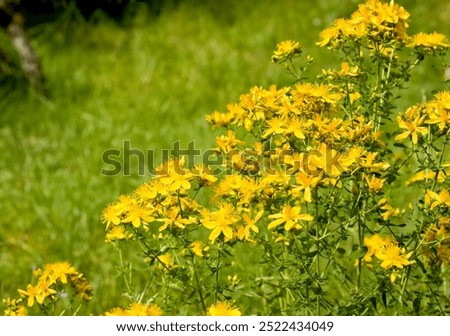 Hypericum perforatum commonly known as St John's wort in the garden. Hypericum perforatum is used in traditional herbal medicine.