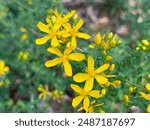 Hypericum perforatum, known as St John