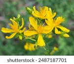 Hypericum perforatum, known as St John