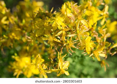 Hypericum perforatum, perforate St. John's wort yellow flowers closeup selective focus