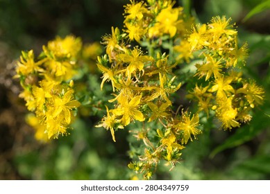 Hypericum perforatum, perforate St. John's wort yellow flowers closeup selective focus