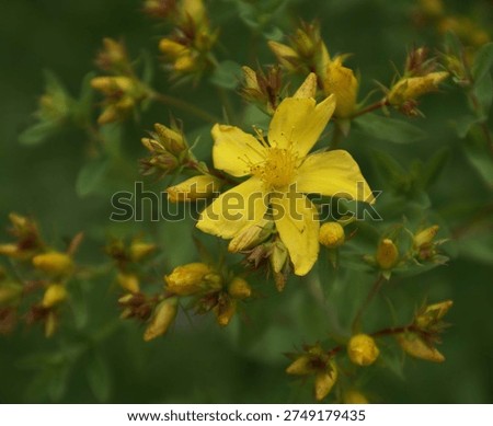 Hypericum perforatum, Perforate St. John's Wort, perennial herb with opposite leaves with tranclucent dots and yellow flowers with black dots and numerous stamens.