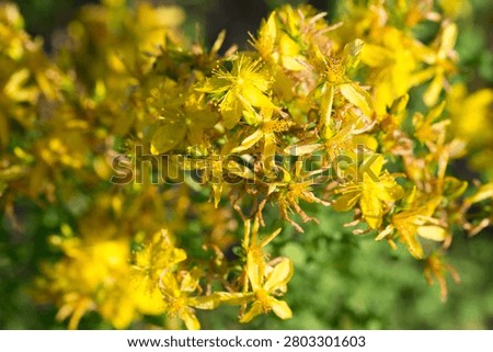 Hypericum perforatum, perforate St. John's wort yellow flowers closeup selective focus