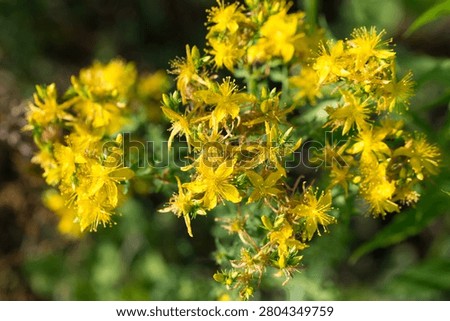 Hypericum perforatum, perforate St. John's wort yellow flowers closeup selective focus