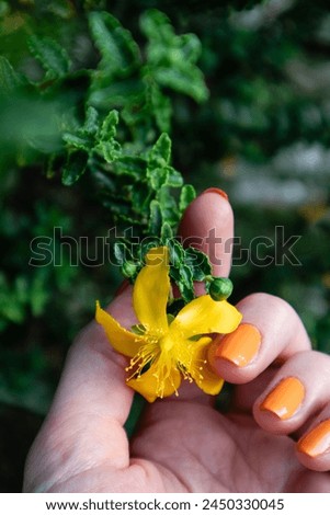 Hypericum perforatum (St John's wort) flowering perennial plant with yellow flowers. Macro stamens pistils of a flower in female hand in spring garden
