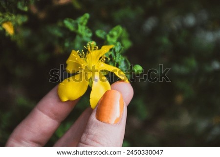 Hypericum perforatum (St John's wort) flowering perennial plant with yellow flowers. Macro stamens pistils of a flower in female hand in spring garden