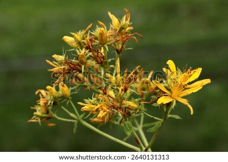 Hypericum punctatumherb with yellow flowers
