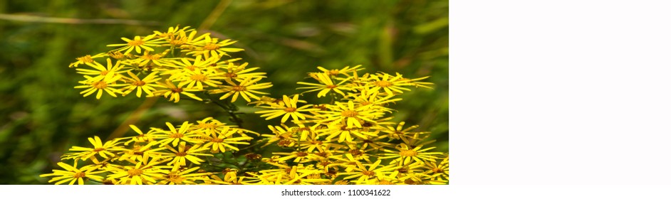 Hypericum. Royal Horticultural Society's Award Of Garden Merit. Common St. John's-wort (H. Perforatum) Has Long Been Used In Herbalism.