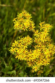 Hypericum. Royal Horticultural Society's Award Of Garden Merit. Common St. John's-wort (H. Perforatum) Has Long Been Used In Herbalism.