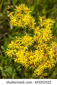 Hypericum. Royal Horticultural Society's Award Of Garden Merit. Common St. John's-wort (H. Perforatum) Has Long Been Used In Herbalism.