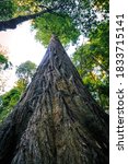 Hyperion Tree is the Tallest Tree in the World, Redwoods National and State Parks, California