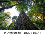 Hyperion Tree is the Tallest Tree in the World, Redwoods National and State Parks, California