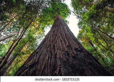 Hyperion Tree is the Tallest Tree in the World, Redwoods National and State Parks, California