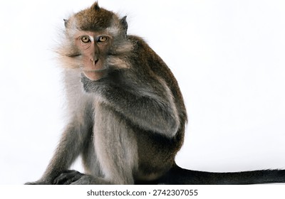 Hyper-Realistic Sitting Monkey Isolated on White Background – Highly Detailed Wildlife Portrait