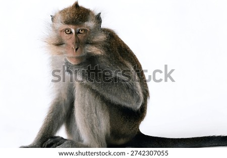 Hyper-Realistic Sitting Monkey Isolated on White Background – Highly Detailed Wildlife Portrait
