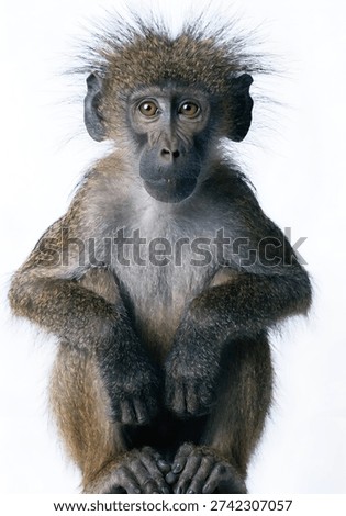 Hyper-Realistic Sitting Monkey Isolated on White Background – Highly Detailed Wildlife Portrait