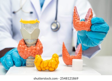 Hyperthyroidism, Overactive Thyroid, Thyroid Lymphoma, Asian doctor with thyroid gland human anatomy model in hospital.